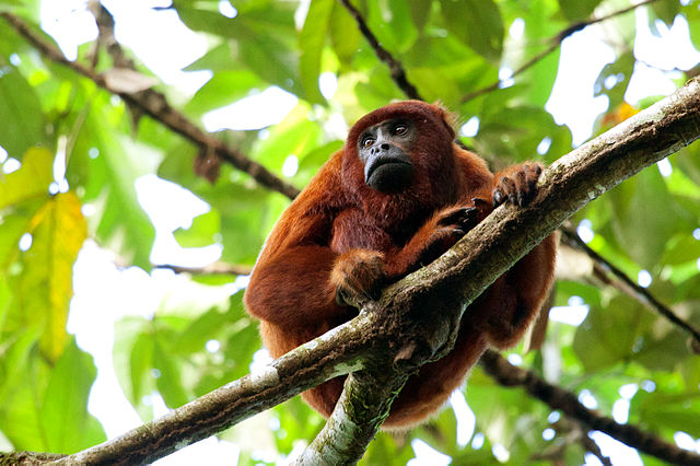 red howler monkey