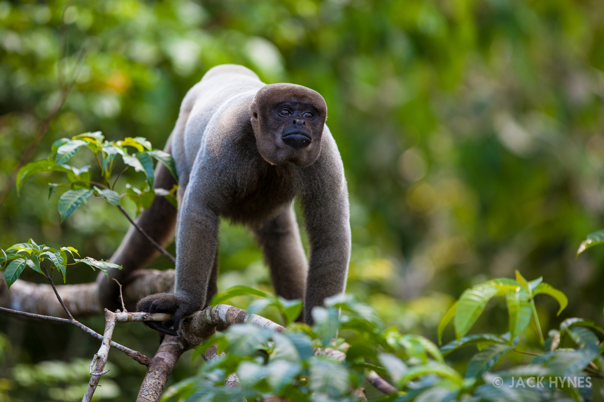 woolly monkey