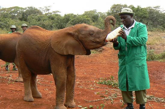 baby elephant