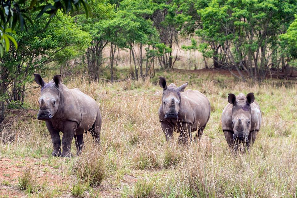 rhino buds