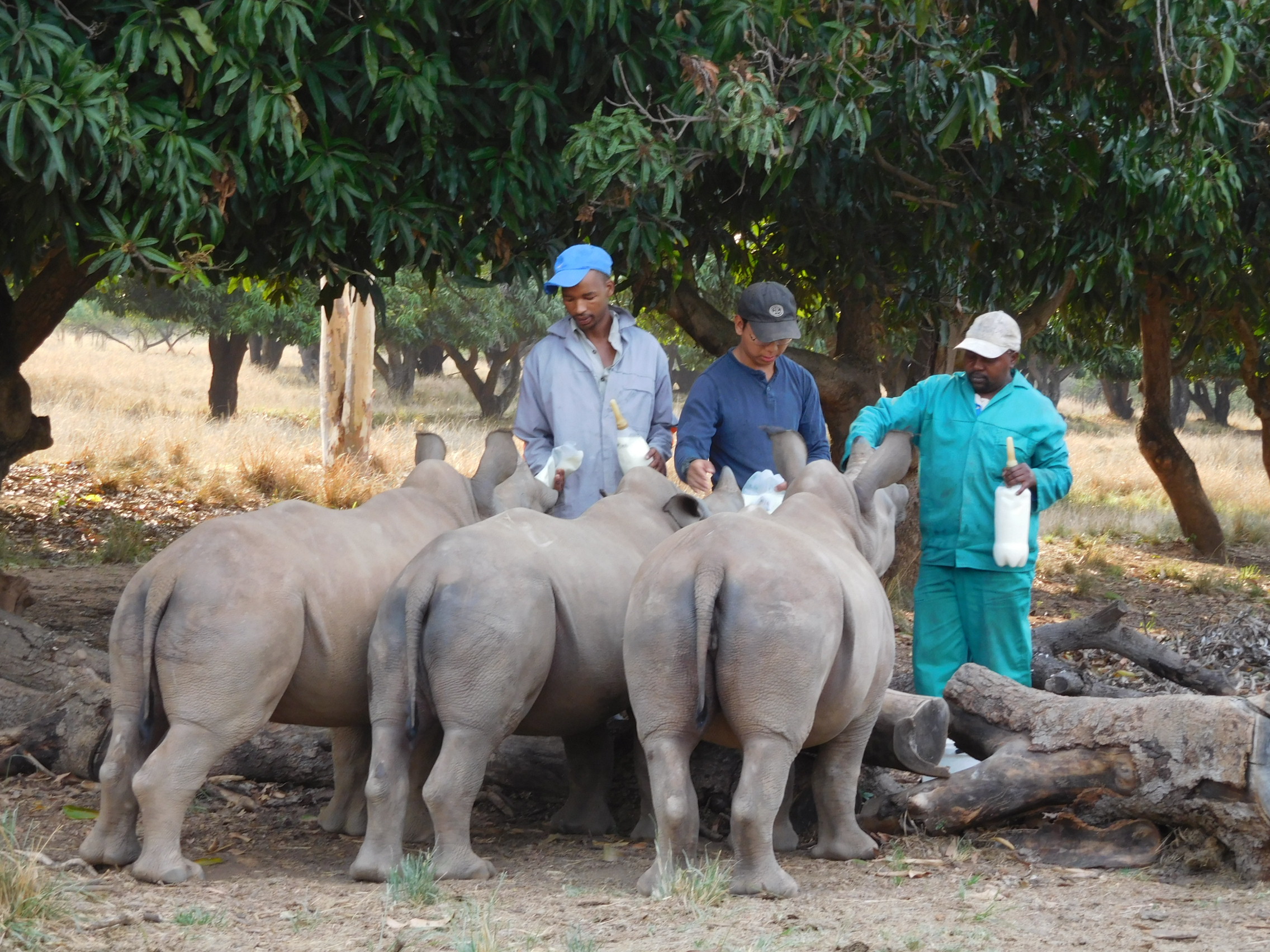 rhino feeding