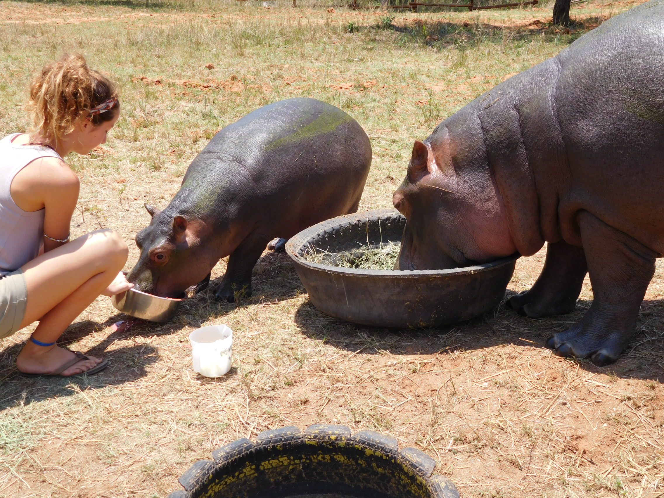 hippo feeding