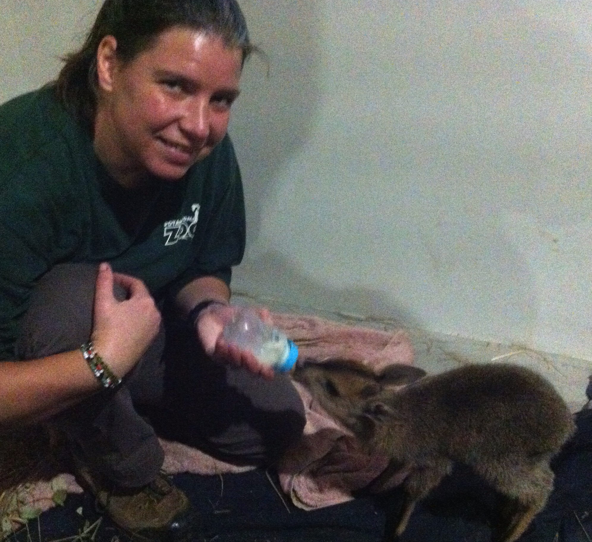 baby duiker