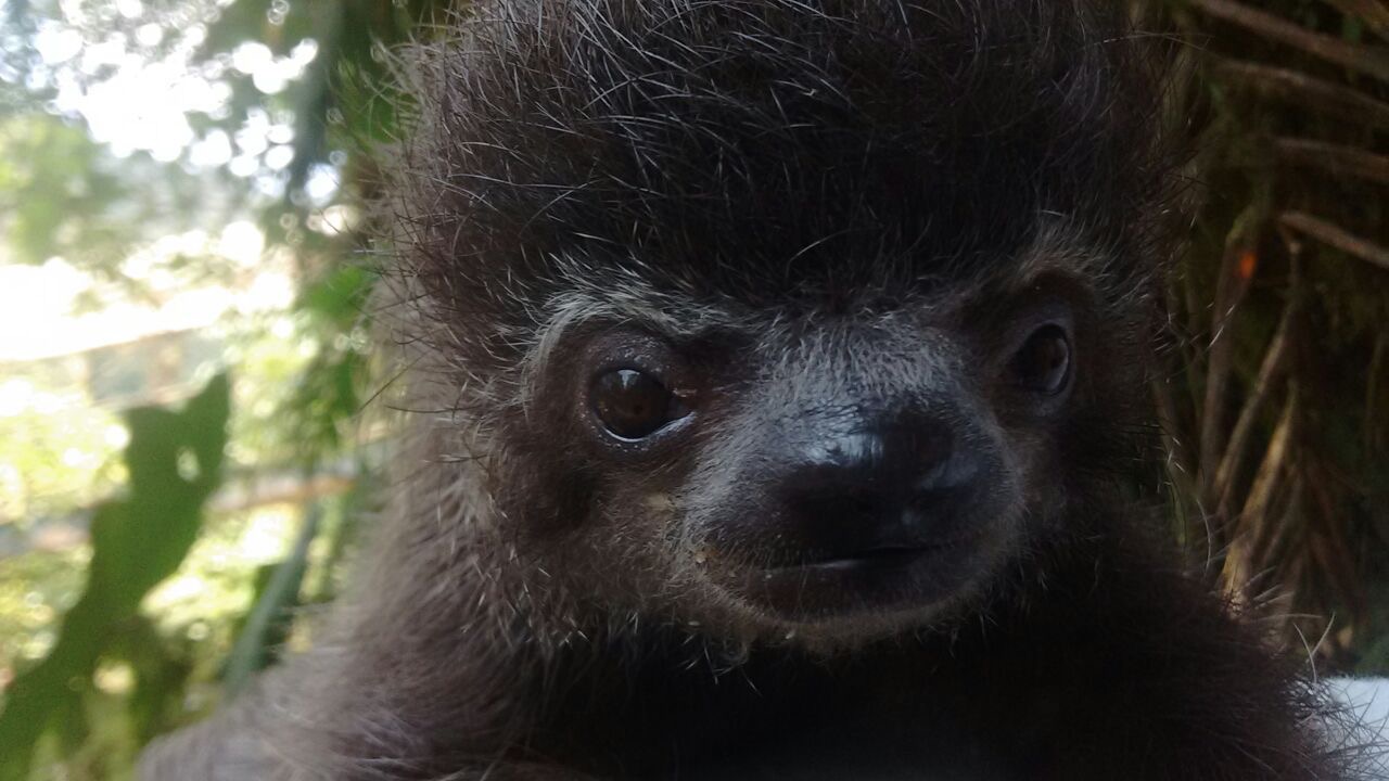 Ali the Baby Sloth