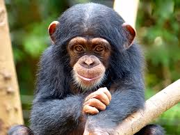 baby chimp