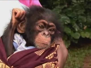 Orphaned Chimp Project at Tacugama Chimp Sanctuary
